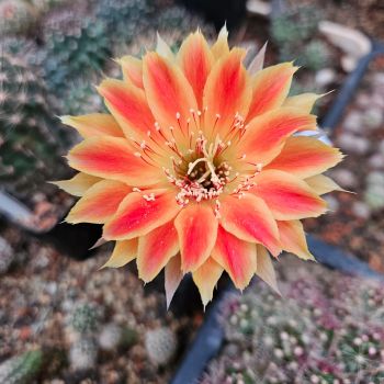 Preview: Lobivia Hybride NIESSI